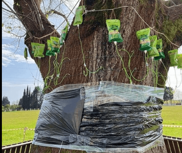 Сакральную древнюю липу в Абхазии решили лечить китайскими капельницами Сакральную древнюю липу в Абхазии решили лечить китайскими капельницами