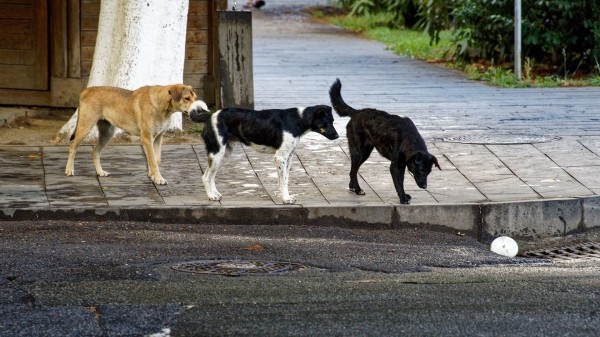Вспышка бешенства на западе Грузии: в Мартвили вводят карантин
