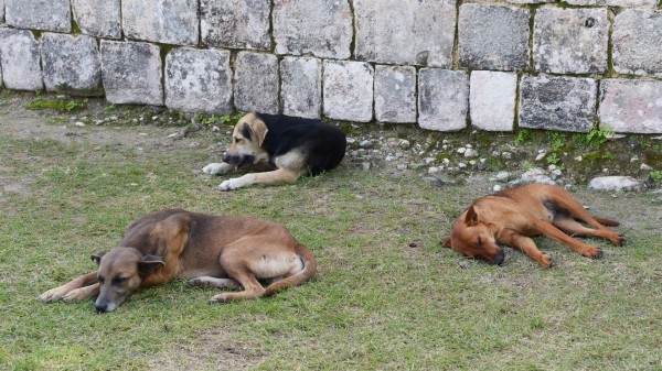 На западе Грузии зафиксирован случай бешенства – что предпринимают власти