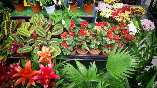 Фестиваль цветов и растений проходит в Тбилиси Фестиваль цветов и растений проходит в Тбилиси