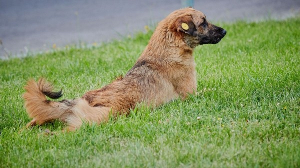 Какова ситуация с бешенством собак в Тбилиси?