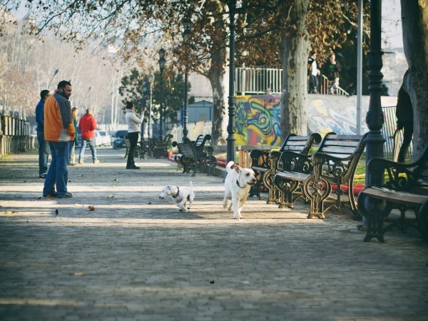 В Тбилиси объявлена акция: в течение месяца – бесплатная стерилизация домашних собак и кошек В Тбилиси объявлена акция: в течение месяца – бесплатная стерилизация домашних собак и кошек