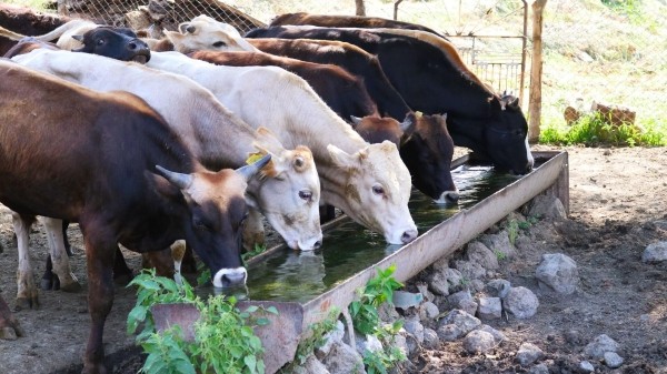 Борьбу с конго-крымской лихорадкой ведут в Грузии