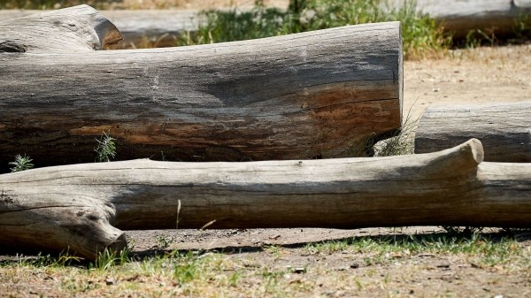 Незаконная вырубка лесов – в апреле в Грузии выявлены десятки фактов