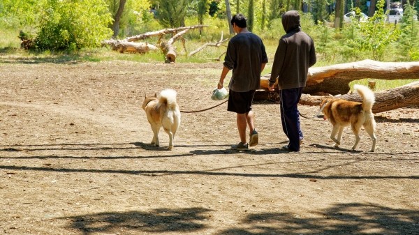 Санкции за нарушение правила выгула собак ужесточат в Грузии Санкции за нарушение правила выгула собак ужесточат в Грузии