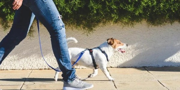 Планируется увеличение штрафа за выгул собаки на открытом пространстве без поводка или намордника Планируется увеличение штрафа за выгул собаки на открытом пространстве без поводка или намордника