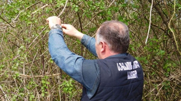 Борьба с мраморными клопами в Грузии – установлены специальные системы