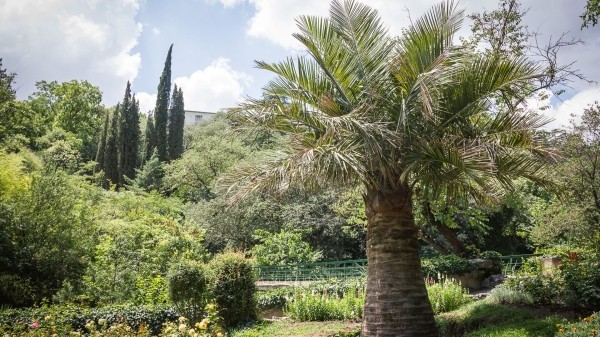 Фестиваль "Прохладное лето в Ботаническом" пройдет в Тбилиси