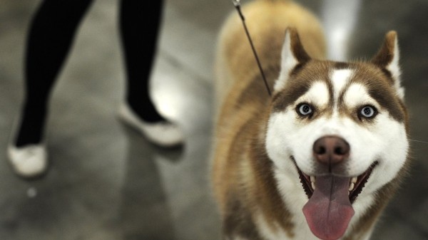 Штрафы за неправильный выгул собак в Грузии увеличивают – сделан еще один шаг