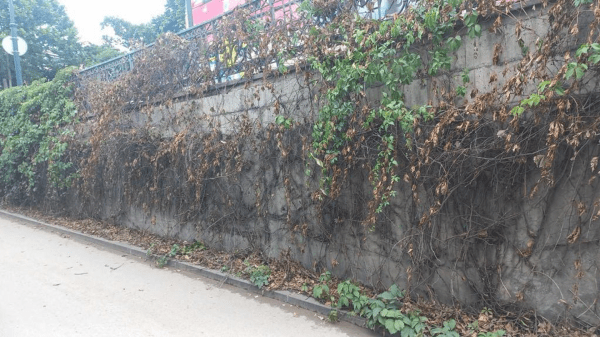 Вандалы оборвали плющ, украшающий стену пандуса в центре Тбилиси Вандалы оборвали плющ, украшающий стену пандуса в центре Тбилиси