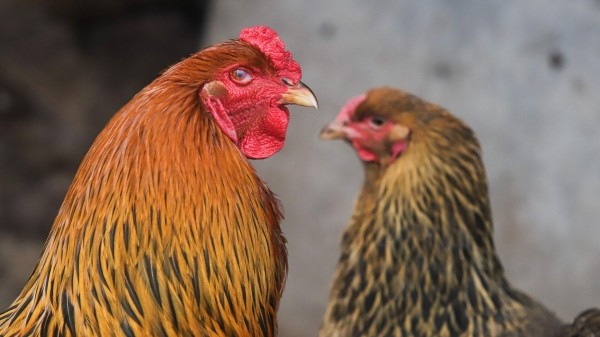 Лучшие куриные блюда мира – в список вошли три грузинских рецепта Лучшие куриные блюда мира – в список вошли три грузинских рецепта