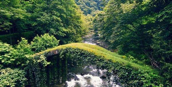 Научная экспедиция проходит в лесах Аджарии &ndash; реликтовые виды внесут в электронную базу данных