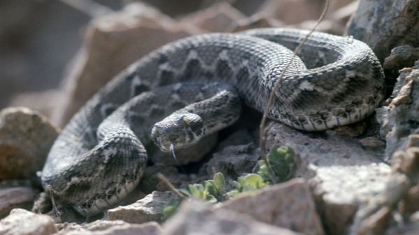 Змеи в Грузии – статистика и правила поведения