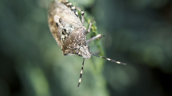 Это опасно! Жителей Озургети призвали не открывать окна 