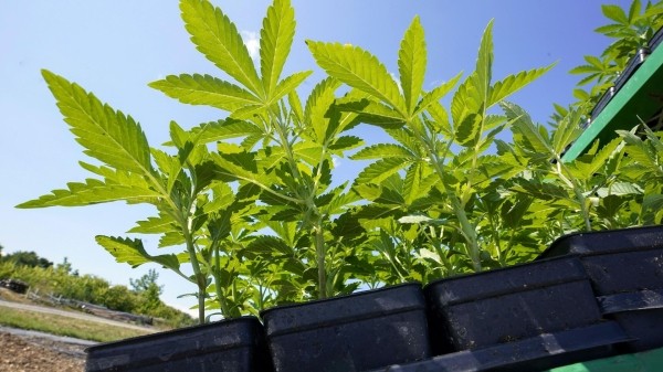 Можно или нельзя: как в Грузии обстоят дела с курением и хранением марихуаны? Можно или нельзя: как в Грузии обстоят дела с курением и хранением марихуаны?