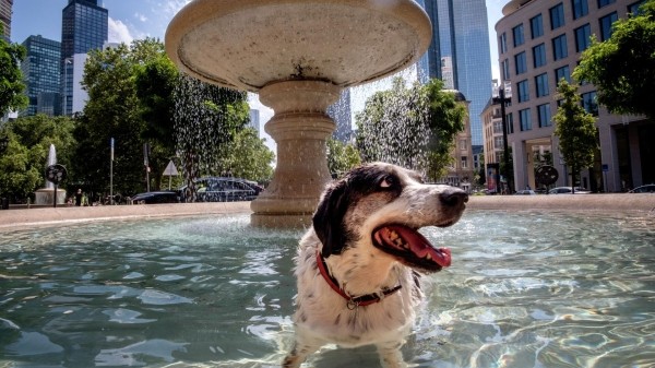 Зооактивисты Грузии призывают граждан заботиться о животных в жару Зооактивисты Грузии призывают граждан заботиться о животных в жару