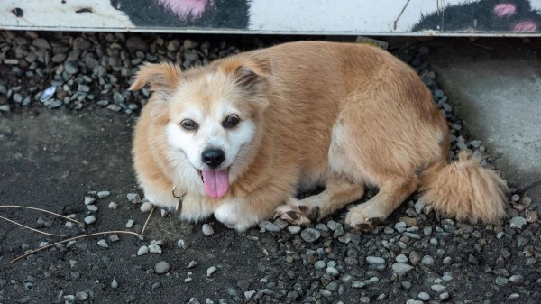 Ветеринары вакцинируют кошек и собак по всей Грузии