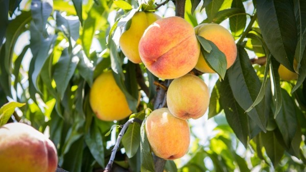 Куда в Грузии девать негодные фрукты? Куда в Грузии девать негодные фрукты?