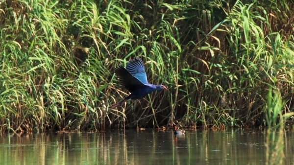 Удивительное рядом: в Тбилиси зафиксировали птиц необычайной красоты