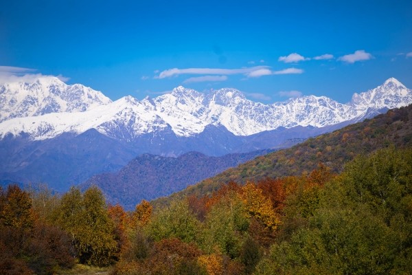 Приостановлен процесс передачи лесных угодий Рачи бизнесмену Давиду Хидашели