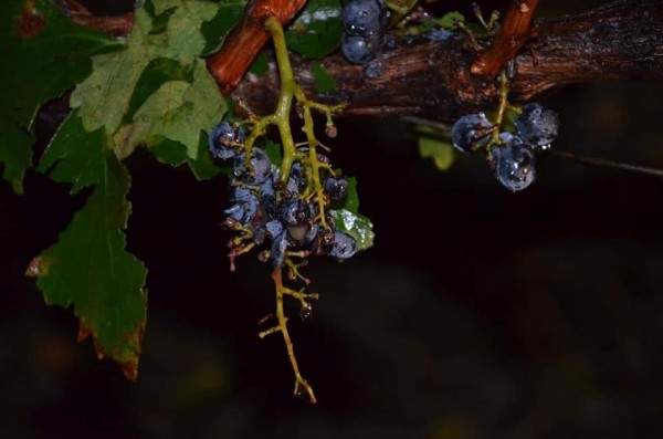 В Грузии могут подорожать виноград и вино из-за неурожая этого года В Грузии могут подорожать виноград и вино из-за неурожая этого года