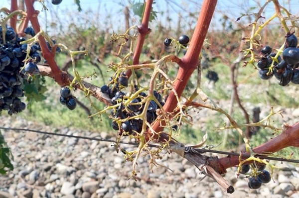 Чрезвычайная ситуация в Кахети: град уничтожил виноградники и плодовые сады