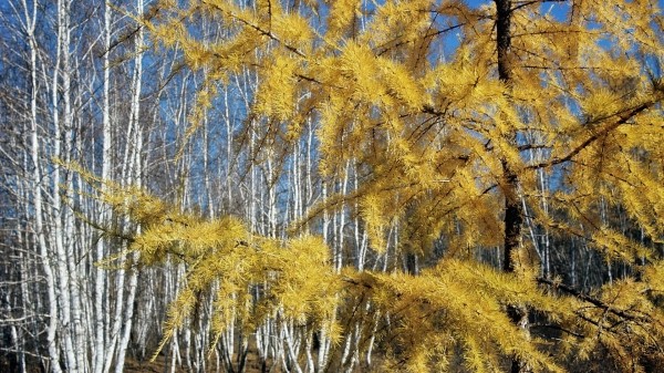 Народные приметы на Ерофеев день 2023: что нельзя делать 17 октября?