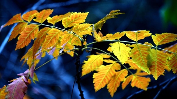 Народные приметы на Иванов день 2023: что нельзя делать 1 ноября?