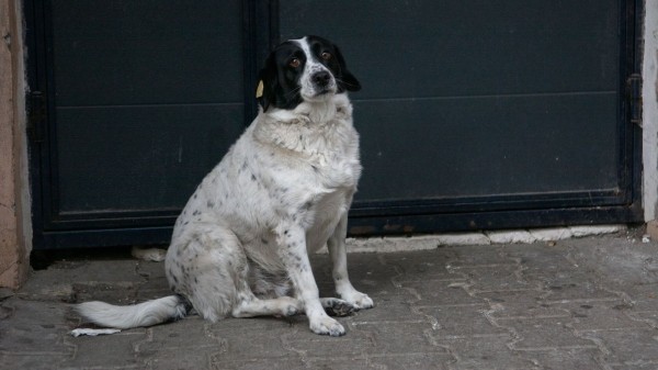 Умерла легендарная дворняжка Купата – символ Батуми Умерла легендарная дворняжка Купата – символ Батуми