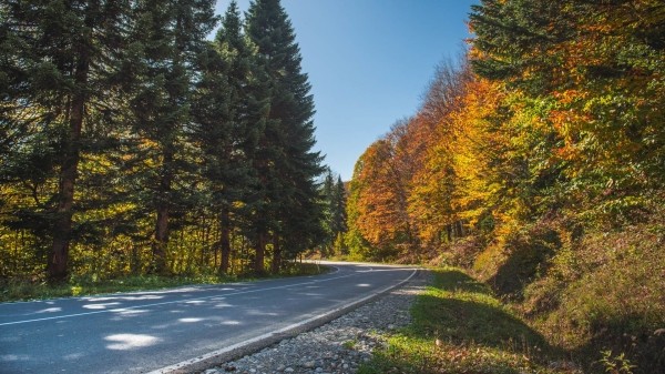 Аннулирована лицензия на обустройство охотничьего хозяйства в высокогорной Грузии
