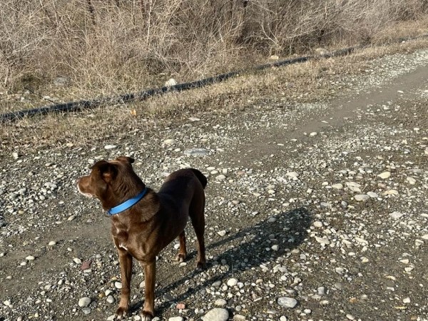 Потерялась собака президента Грузии – Зурабишвили просит о помощи