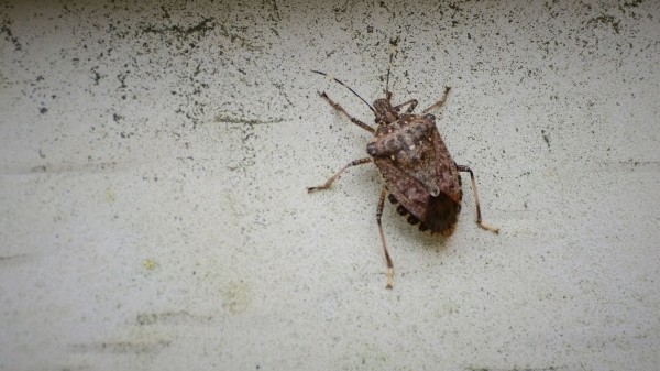 Специалисты призывают жителей Грузии активнее уничтожать мраморных клопов