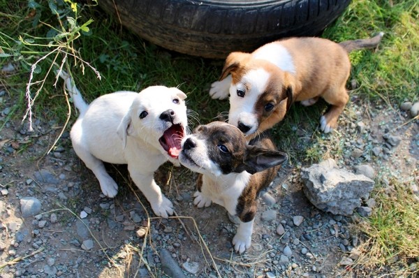 Акция «Стань Сантой для бездомных животных» пройдет сегодня в Тбилиси