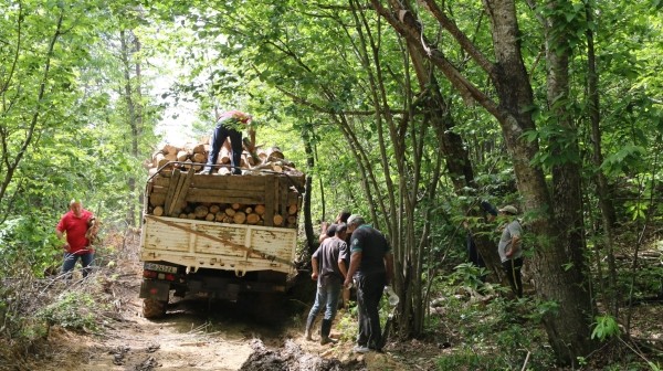 В Грузии задержанные за незаконную вырубку леса обвиняют полицейских в превышении полномочий