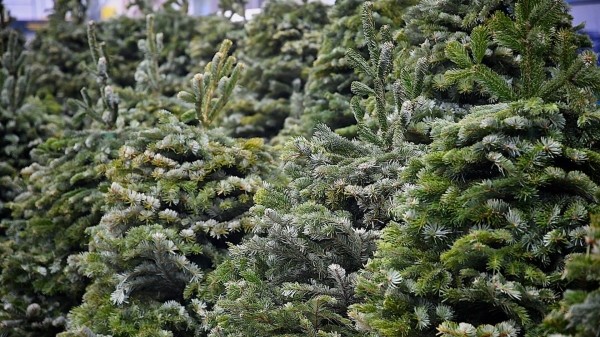 В Грузии стали меньше использовать естественные елки на Новый Год В Грузии стали меньше использовать естественные елки на Новый Год