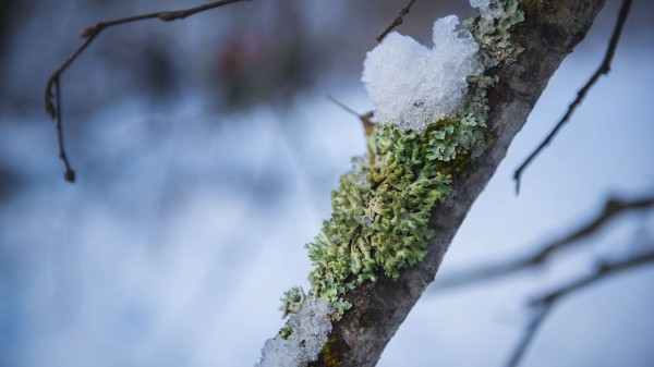 Народные приметы на Филимонов день 2023: что нельзя делать 27 декабря? Народные приметы на Филимонов день 2023: что нельзя делать 27 декабря?