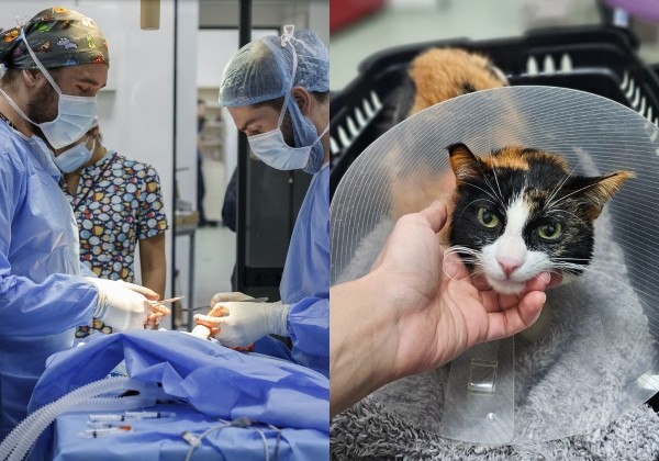 В Грузии впервые провели операцию по вживлению протеза животному В Грузии впервые провели операцию по вживлению протеза животному