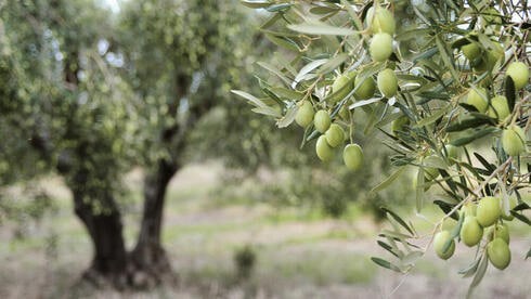 Грузия может стать мировым производителем оливок Грузия может стать мировым производителем оливок