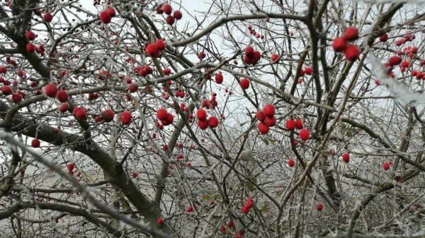 Народные приметы на Трифонов день 2023: что нельзя делать 28 декабря? Народные приметы на Трифонов день 2023: что нельзя делать 28 декабря?