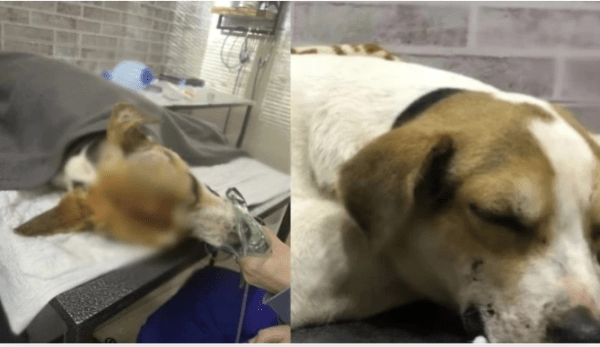 Бездомный пес с черепно-мозговой травмой умер в Тбилиси на следующий день после операции