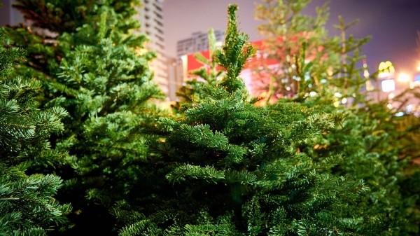 Перед Новым годом в Грузии ужесточили контроль за незаконной рубкой елей