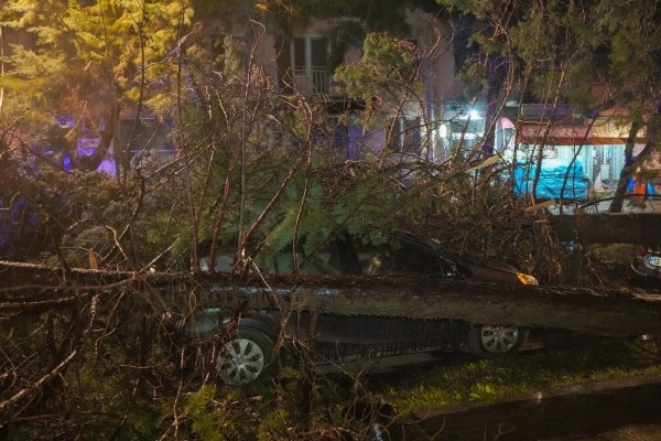 В Батуми ликвидируют последствиях урагана В Батуми ликвидируют последствиях урагана