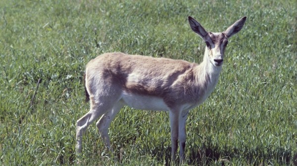 Азербайджан подарил Грузии газелей – страна восстанавливает исчезающий вид джейранов Азербайджан подарил Грузии газелей – страна восстанавливает исчезающий вид джейранов