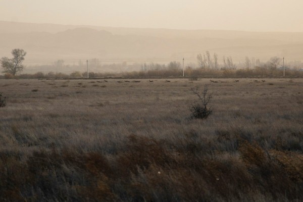 Азербайджан подарил Грузии еще 16 джейранов Азербайджан подарил Грузии еще 16 джейранов