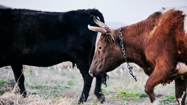 Созданную в Грузии систему контроля качества мяса внедрили в странах Карибского моря Созданную в Грузии систему контроля качества мяса внедрили в странах Карибского моря