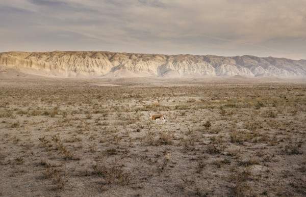 Азербайджан подарил Грузии еще 16 джейранов Азербайджан подарил Грузии еще 16 джейранов