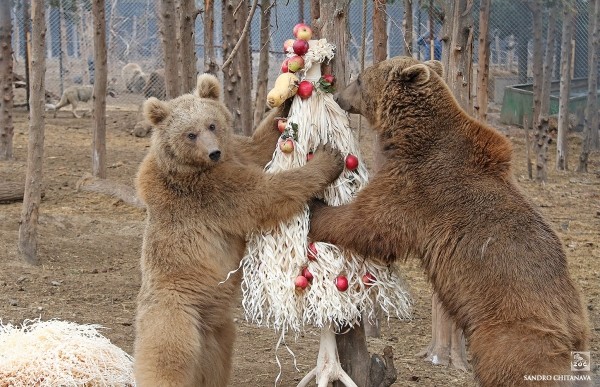 В Тбилисском зоопарке поблагодарили соседей за отказ от фейерверков на Новый год В Тбилисском зоопарке поблагодарили соседей за отказ от фейерверков на Новый год