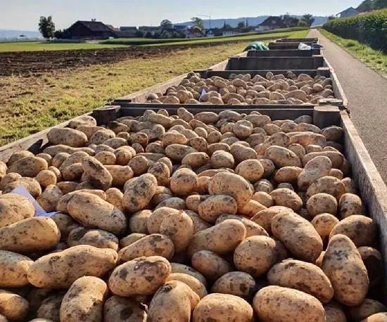 В завезенном из России картофеле обнаружили вредителя и с границы отправили обратно