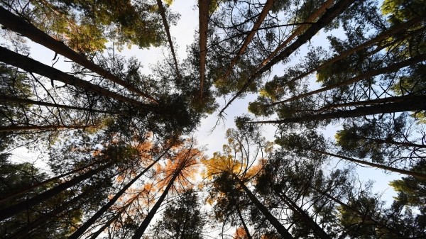 Ушли и не вернулись: в Грузии за год бесследно исчезли 60 человек Ушли и не вернулись: в Грузии за год бесследно исчезли 60 человек