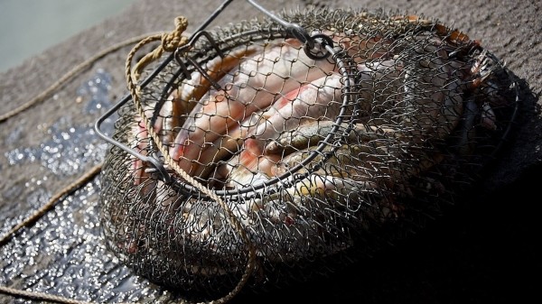 Борьба с незаконной ловлей рыбы – в Грузии ужесточат законодательство